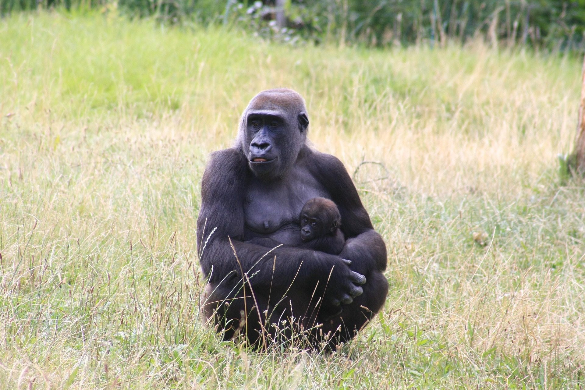 Bwindi Impenetrable Forest