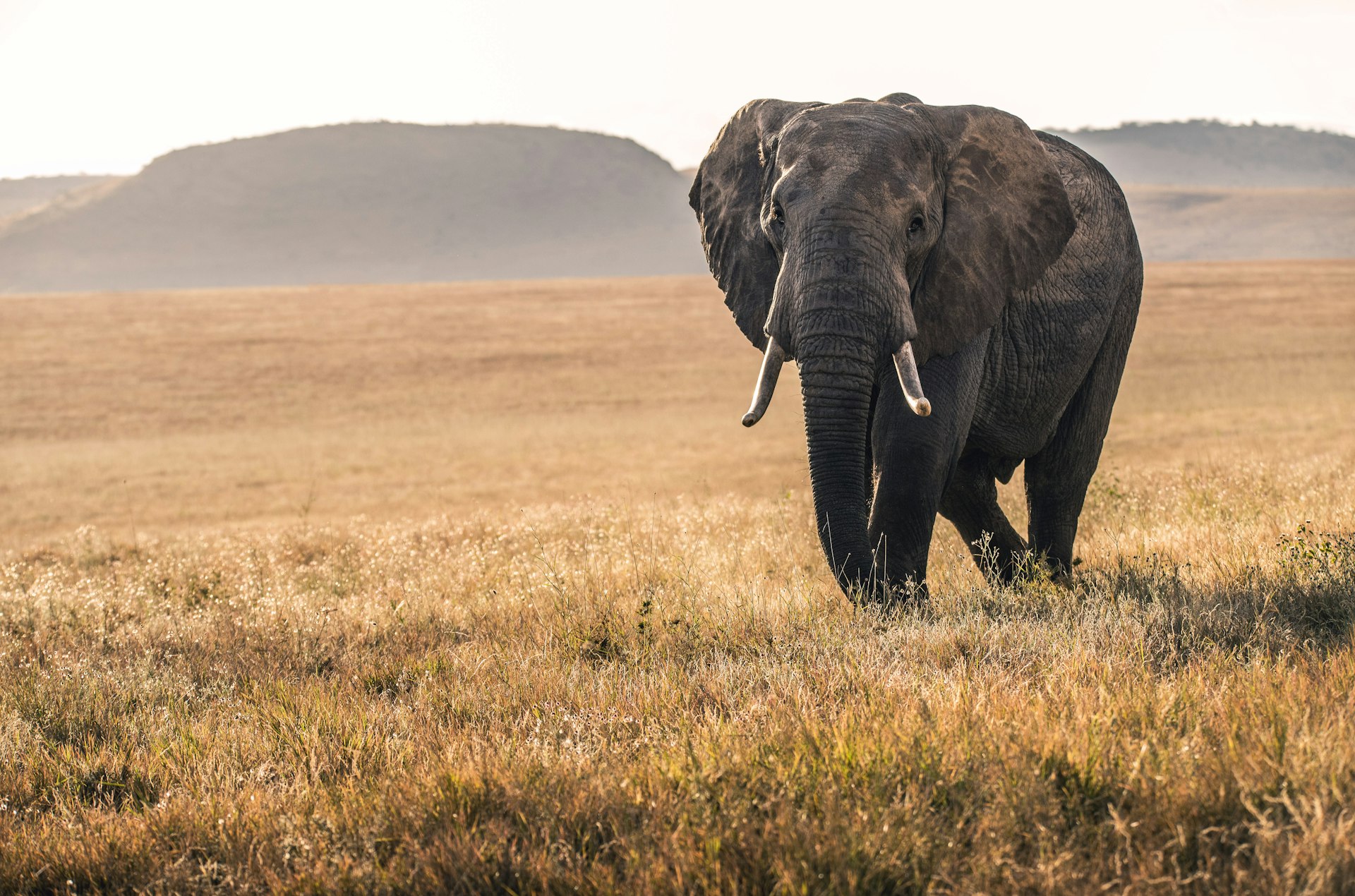 Akagera National Park