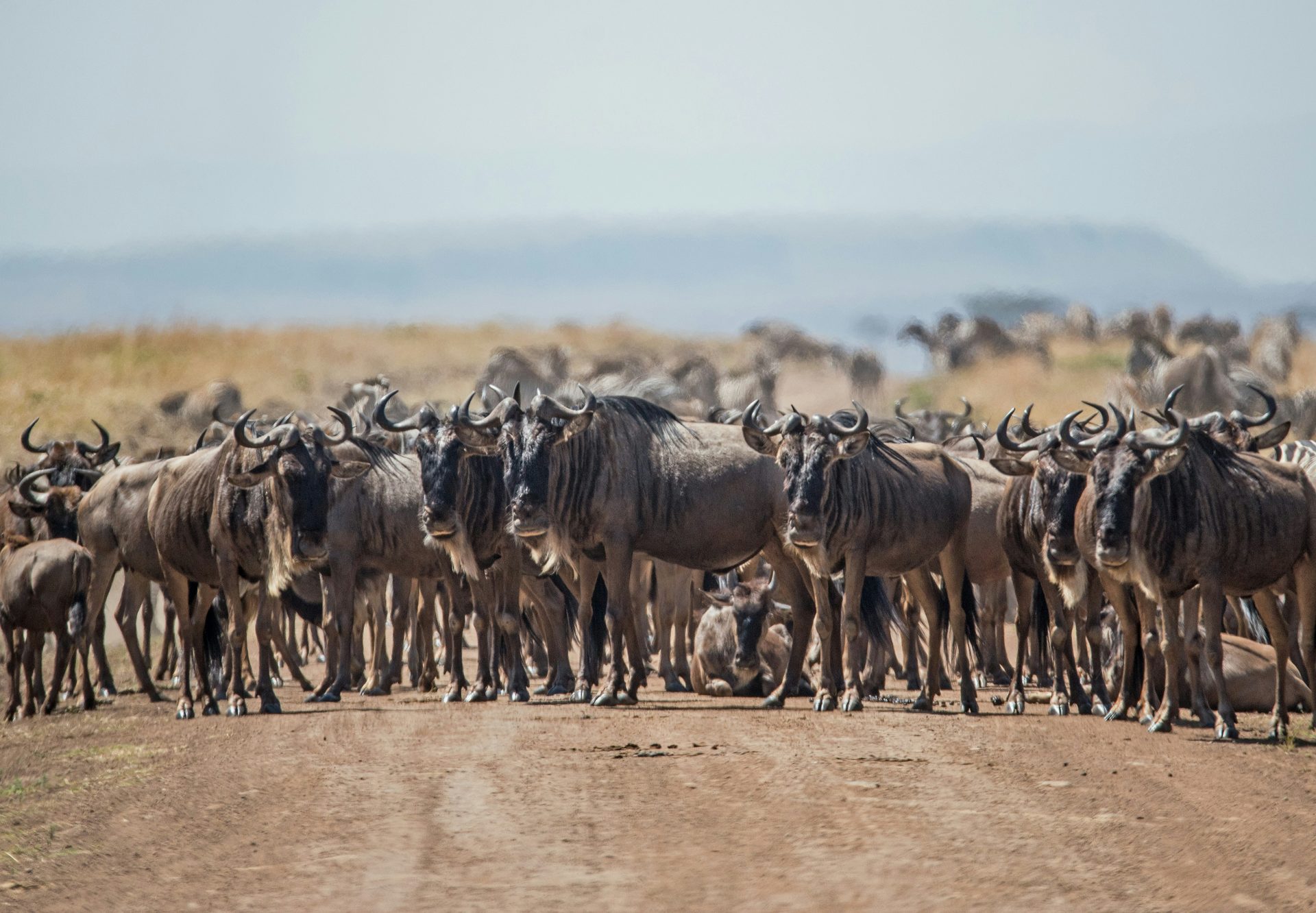 Wildebeest in Tanzania