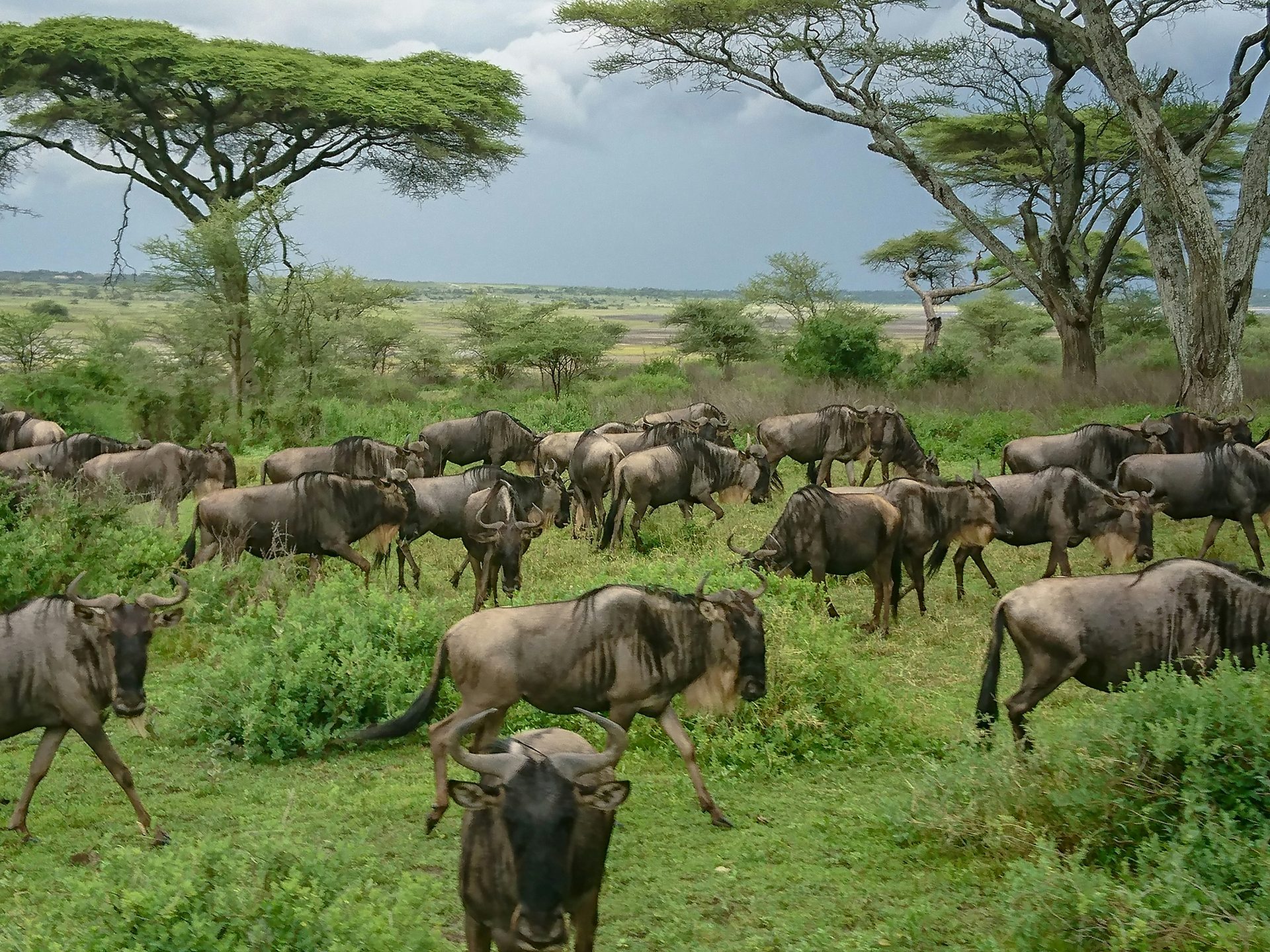 Safari Itineraries